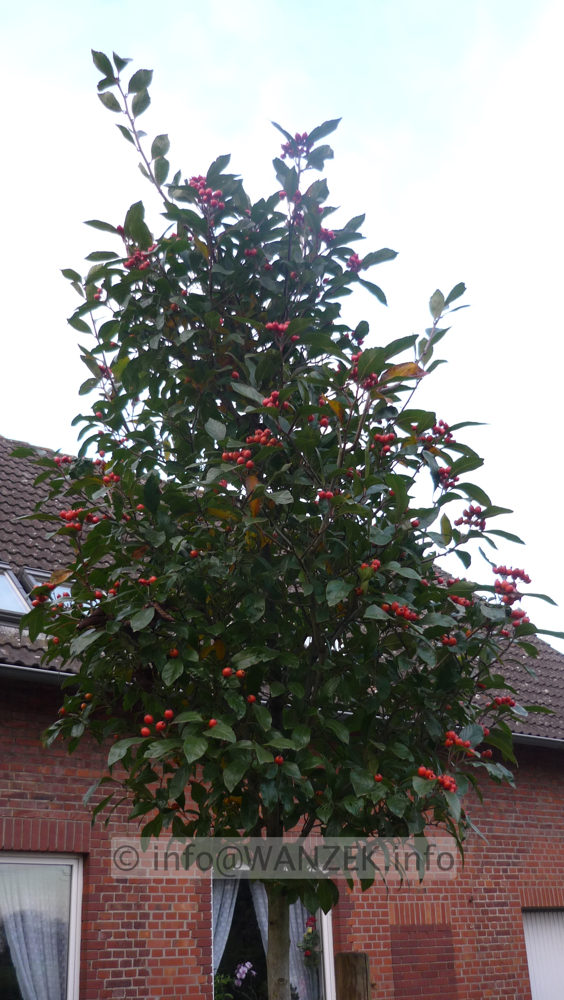 Crataegus Carrierei 07.JPG